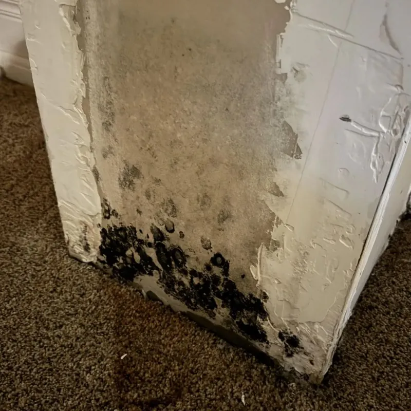 Professional Mold Removal in Roanoke, IL
